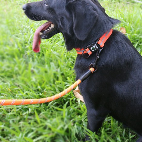 Night Reflective Dog Harness – High Visibility Safety