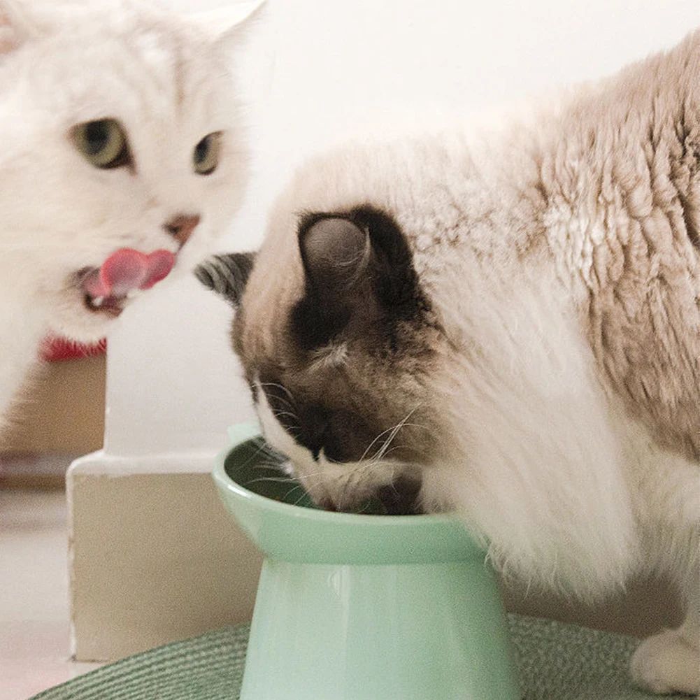 Elevated Tilted Pet Bowl – Anti Vomiting Feeding Dish