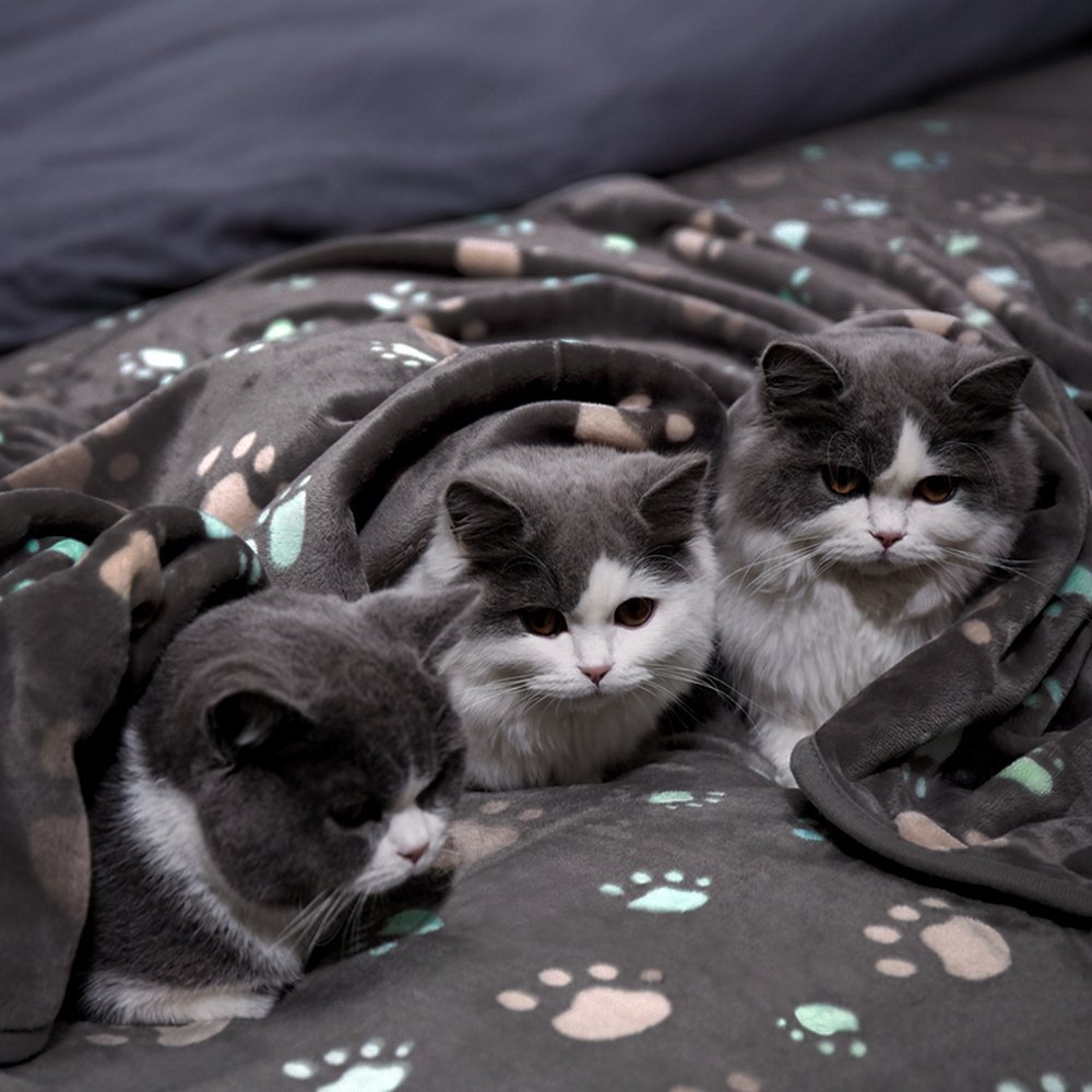 Cat Flannel Blanket – Thickened Pet Throw