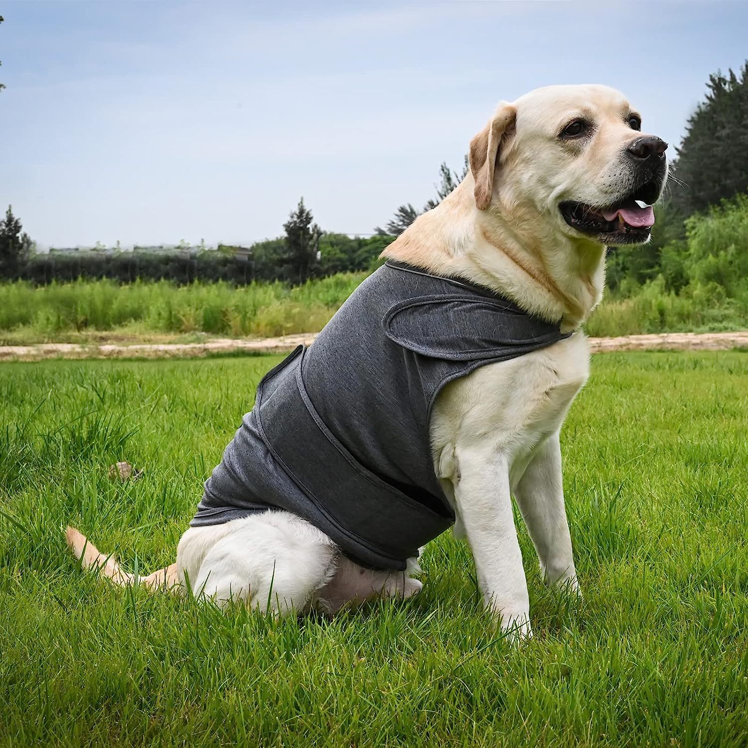 Dog Anxiety Shirt – Thunder Comfort Vest