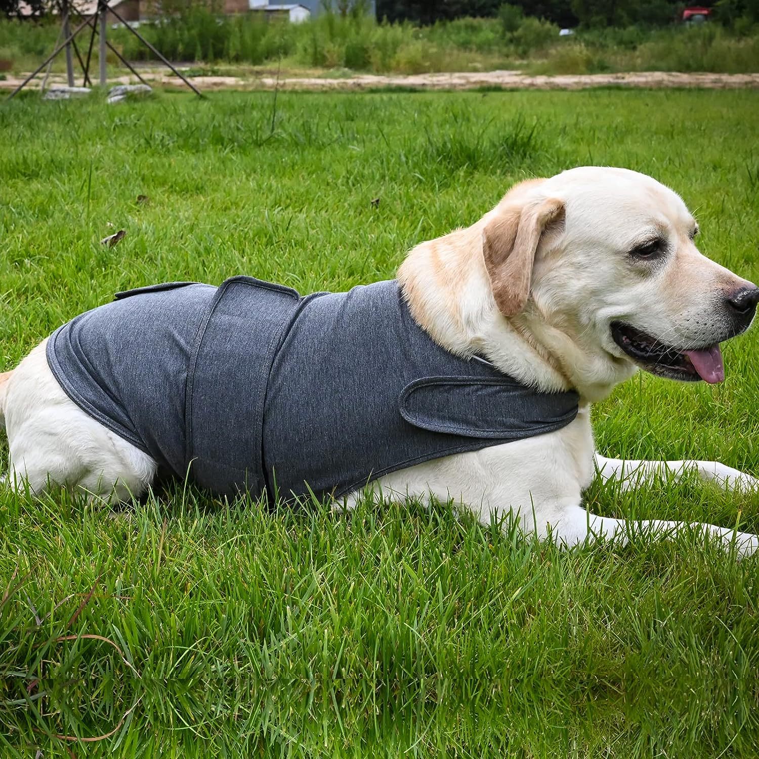 Dog Anxiety Shirt – Thunder Comfort Vest